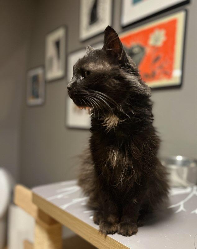 Zahra, an adoptable Domestic Medium Hair in Yakima, WA, 98908 | Photo Image 3