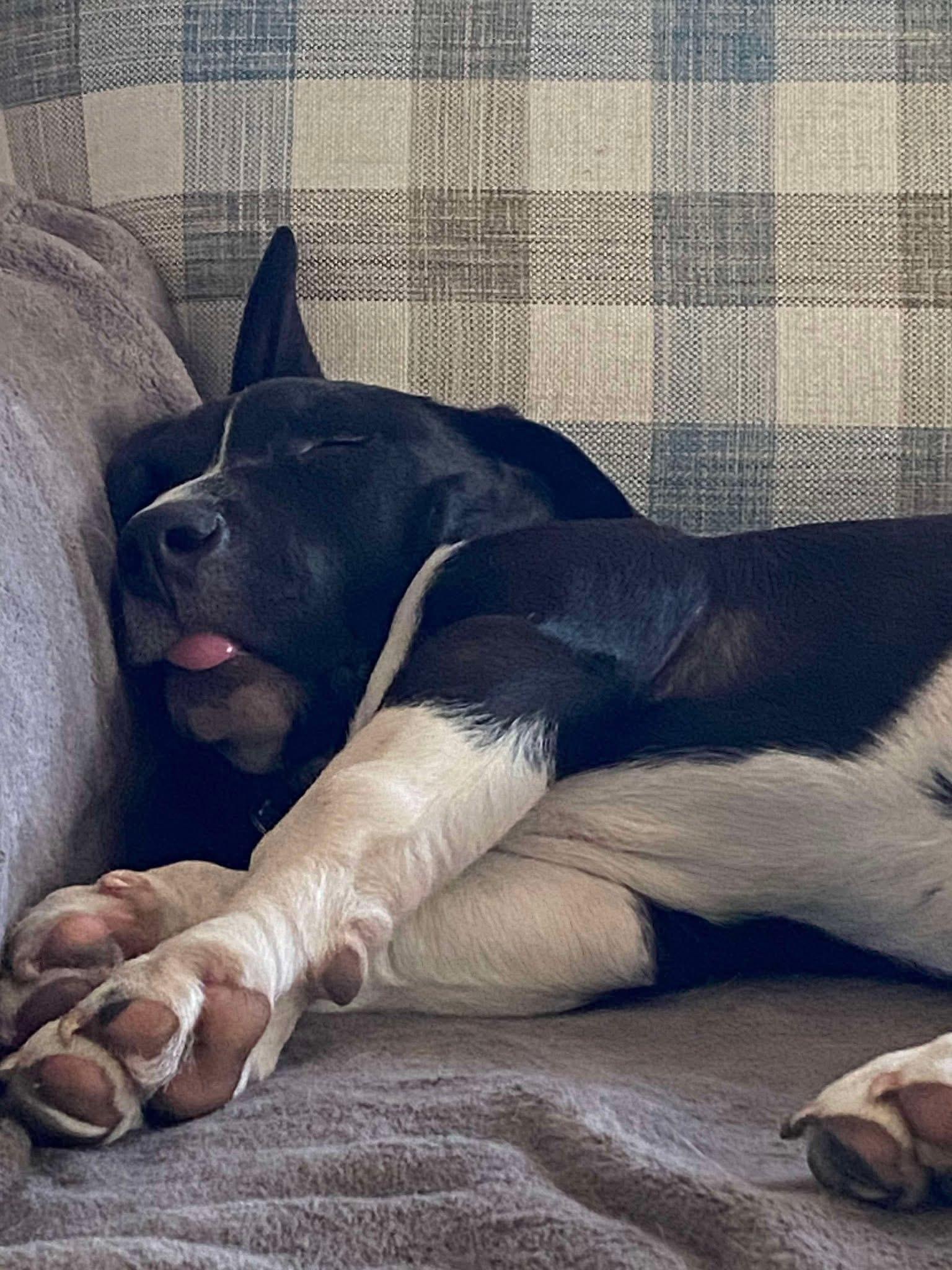 Enlarge Jahmyr Gibbs - 2195, a Adopted Mixed Breed in Holly, MI image 9/9