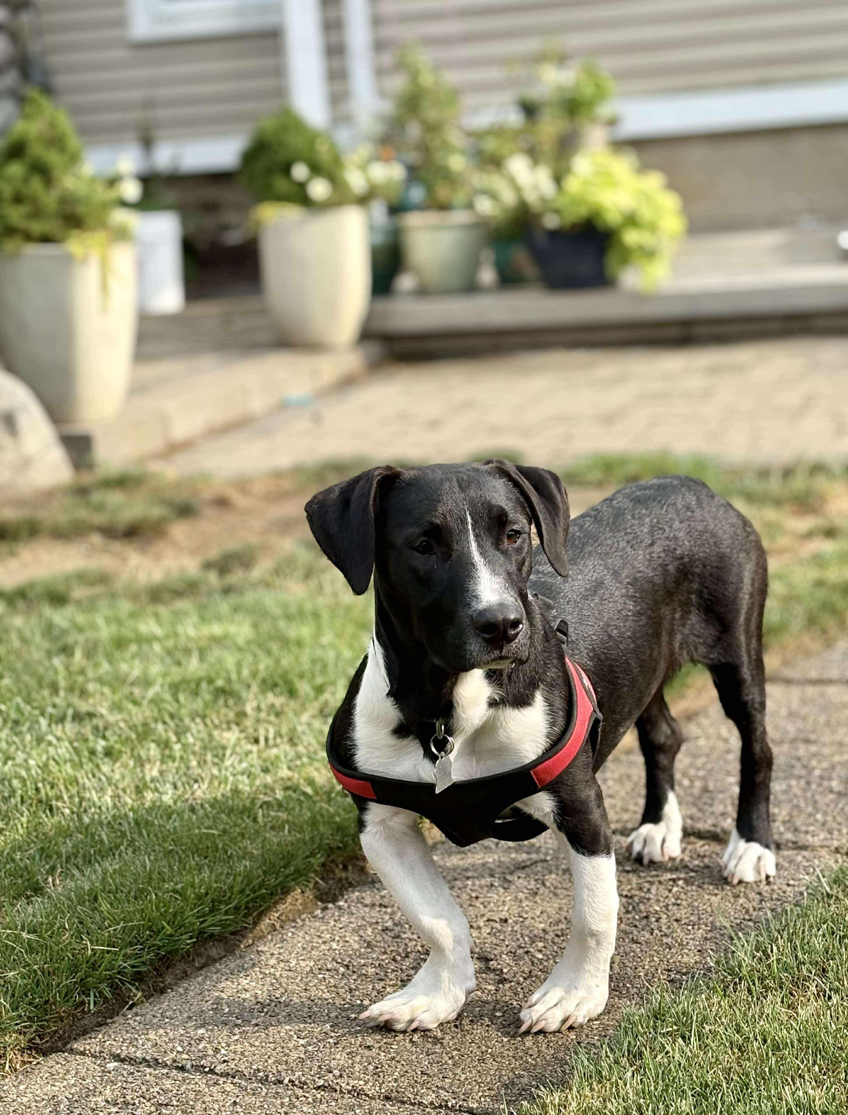 Enlarge Jahmyr Gibbs - 2195, a Adopted Mixed Breed in Holly, MI image 1/9