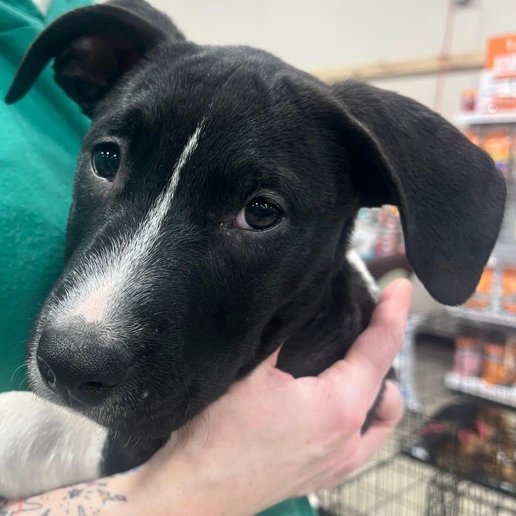 Enlarge Jahmyr Gibbs - 2195, a Adopted Mixed Breed in Holly, MI image 6/9