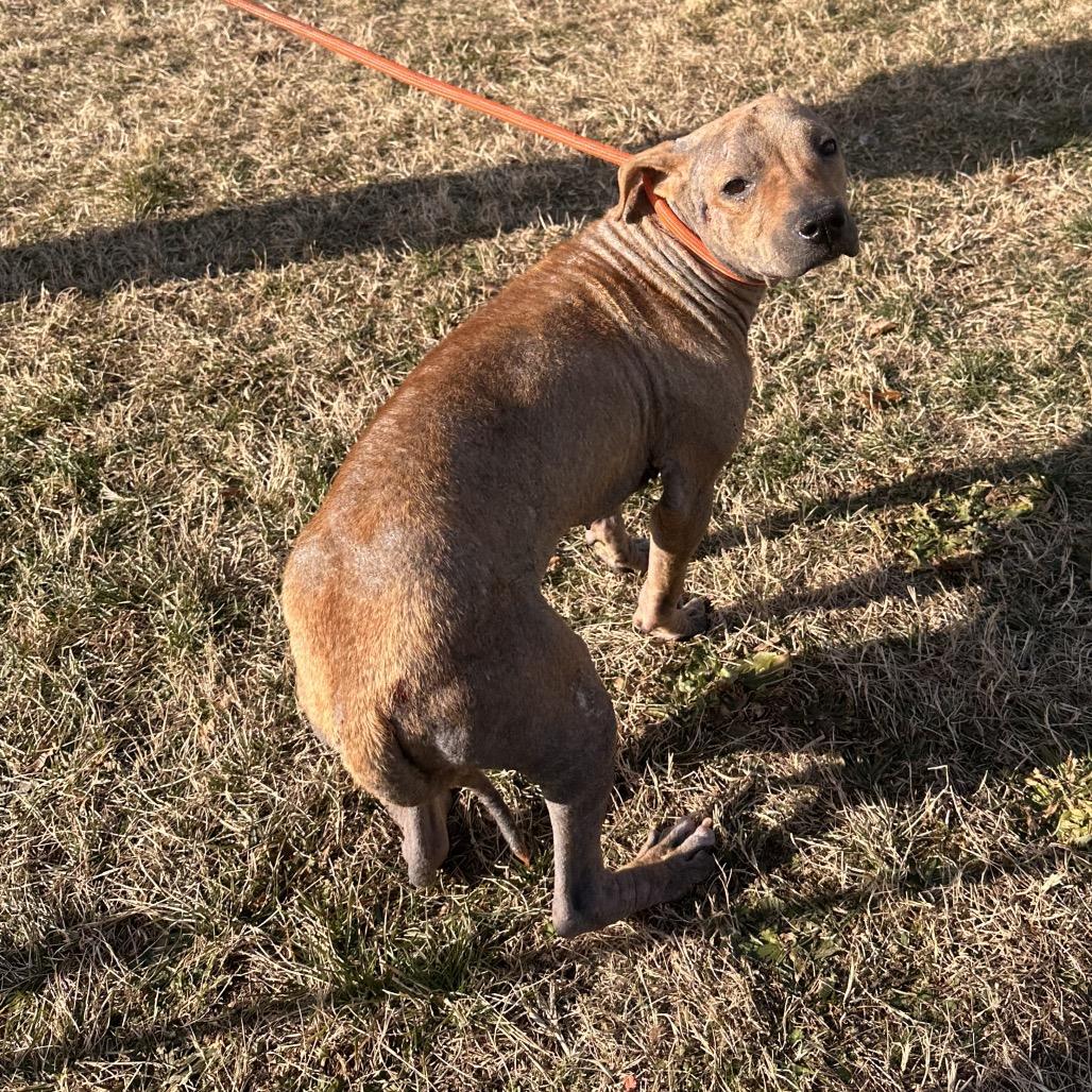 Enlarge Tulip (In Foster), a Adoptable Mixed Breed in Vineland, NJ image 1/2