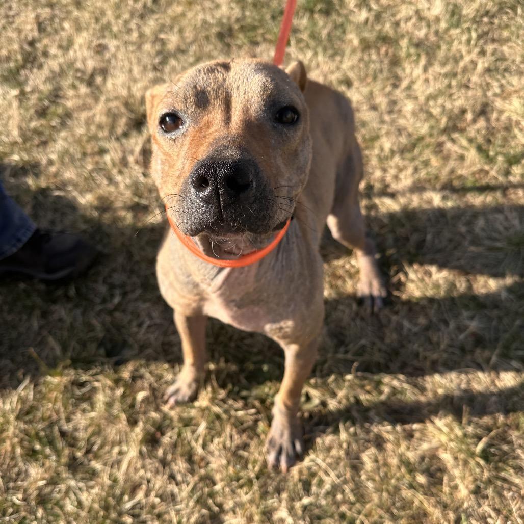 Enlarge Tulip (In Foster), a Adoptable Mixed Breed in Vineland, NJ image 2/2