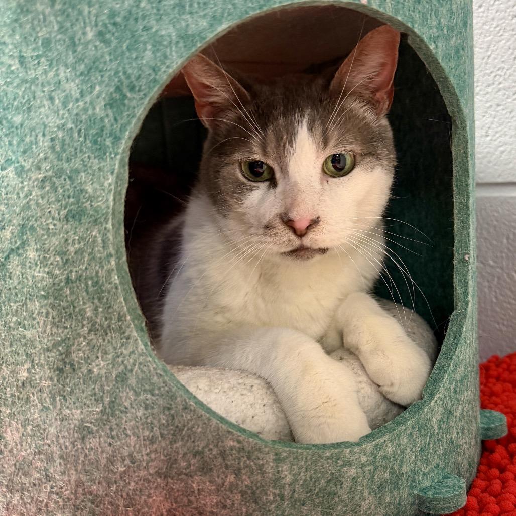 Simon, Adoptable, Senior Male Domestic Short Hair.