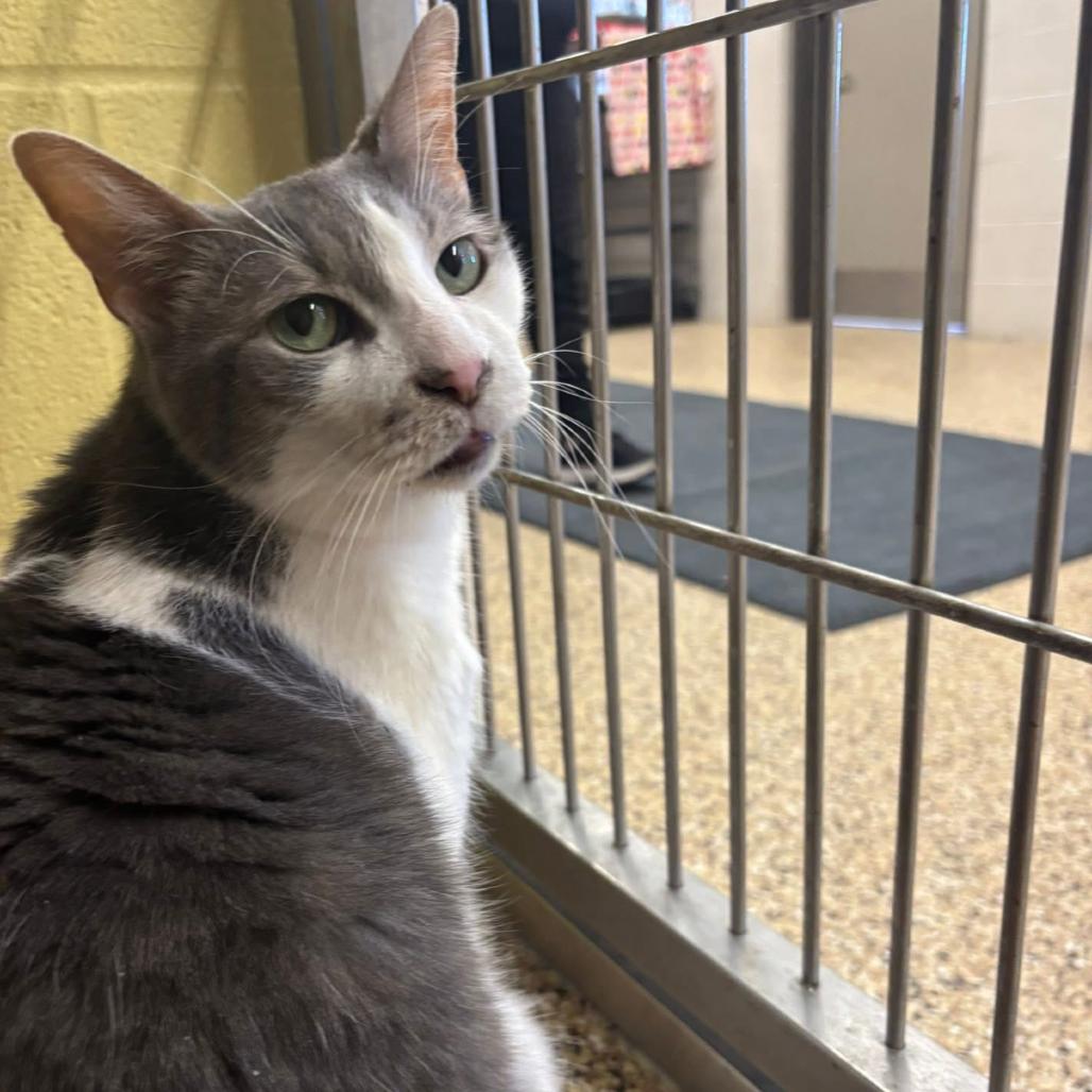 Enlarge Simon, a Adoptable Domestic Short Hair in Middleburg Heights , OH image 2/6