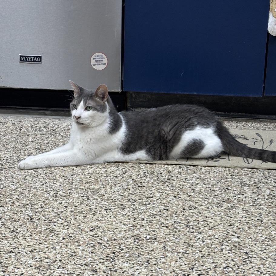 Enlarge Simon, a Adoptable Domestic Short Hair in Middleburg Heights , OH image 3/6