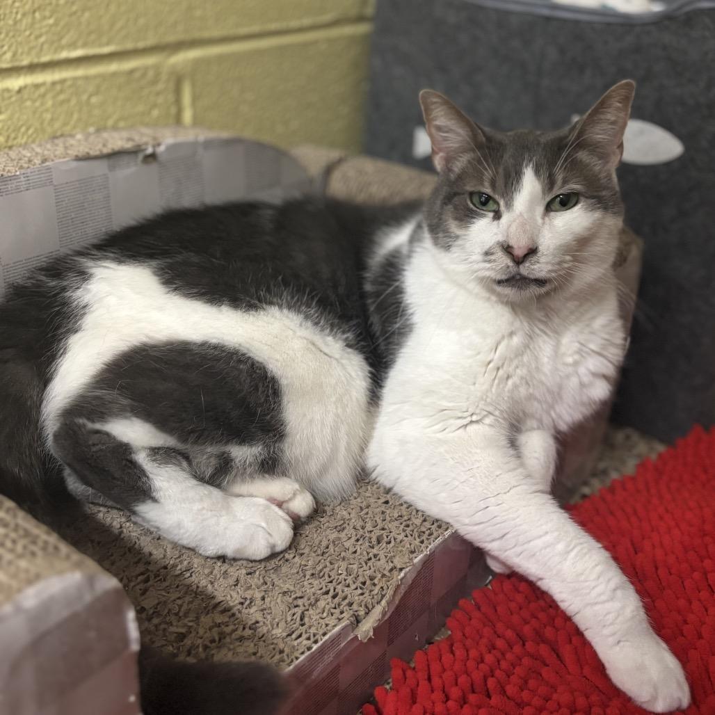 Enlarge Simon, a Adoptable Domestic Short Hair in Middleburg Heights , OH image 4/6