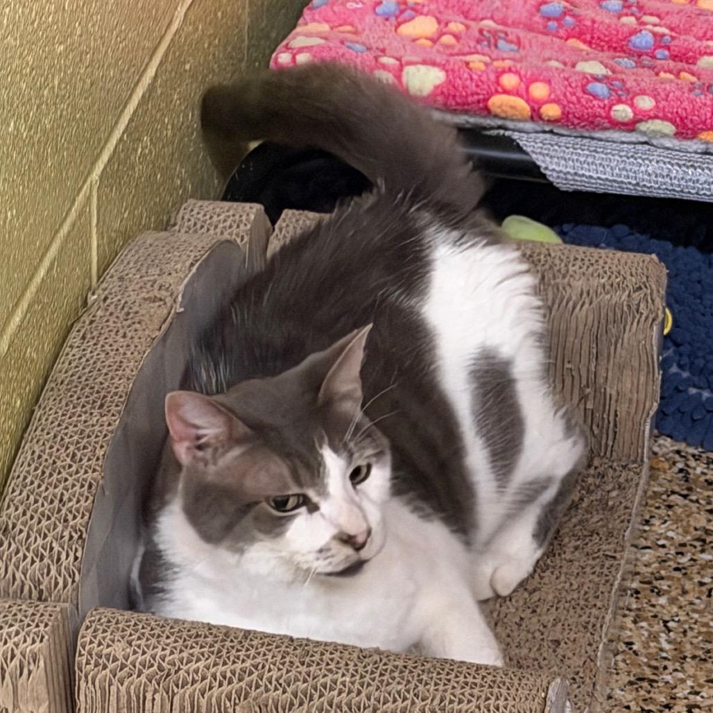 Enlarge Simon, a Adoptable Domestic Short Hair in Middleburg Heights , OH image 5/6