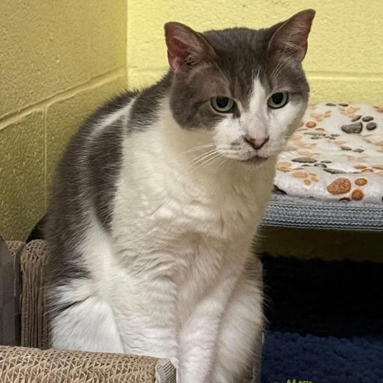 Enlarge Simon, a Adoptable Domestic Short Hair in Middleburg Heights , OH image 6/6