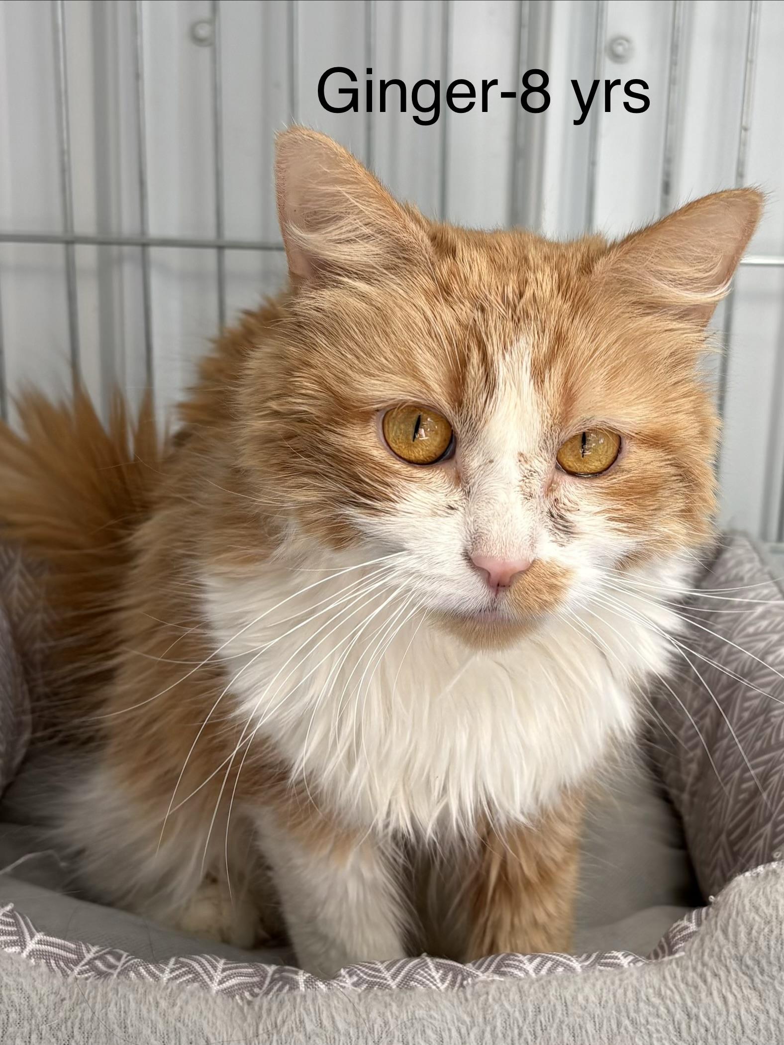 Enlarge Ginger, a ADOPTABLE Domestic Long Hair in Big Rapids, MI image 2/2