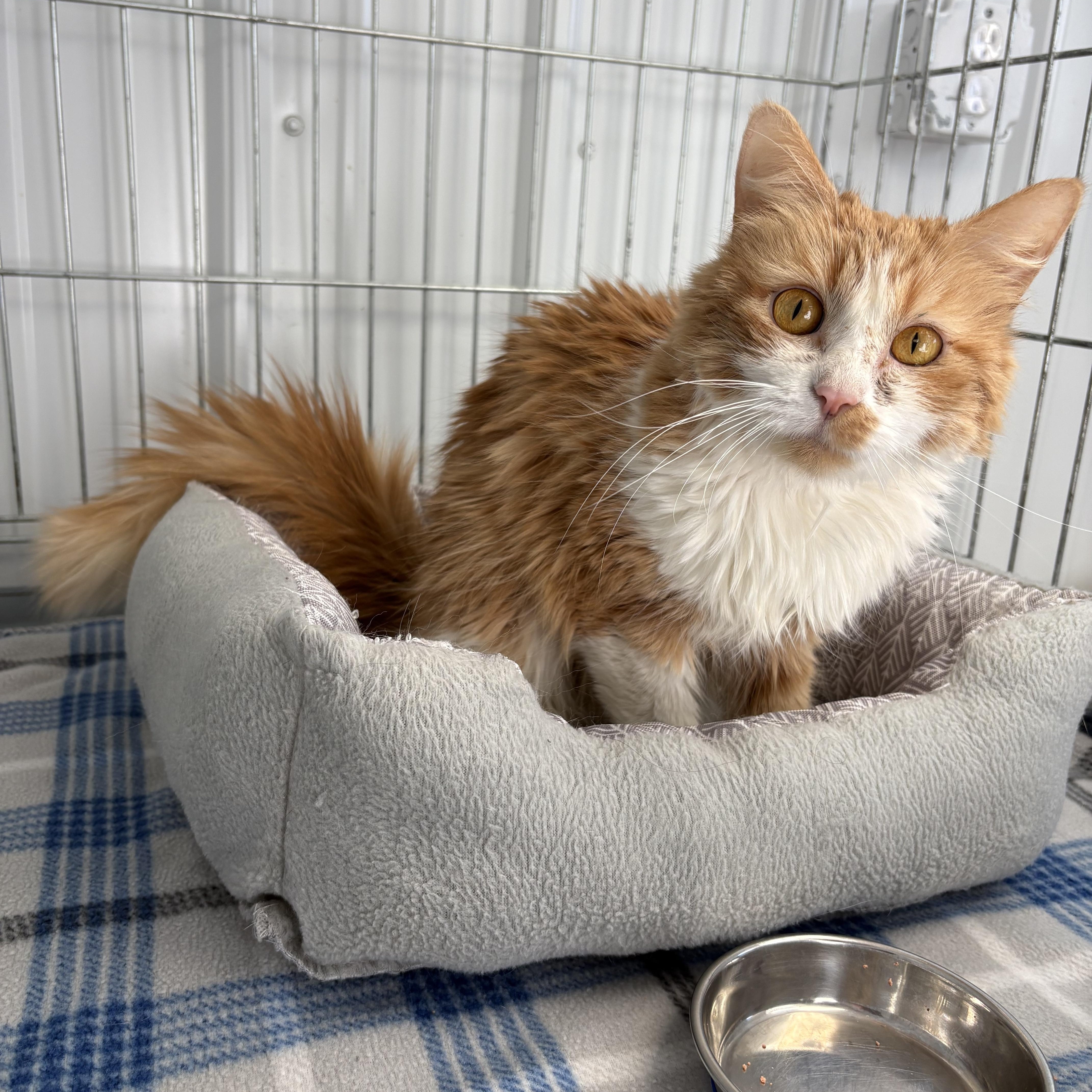 Ginger, ADOPTABLE, Adult Female Domestic Long Hair.