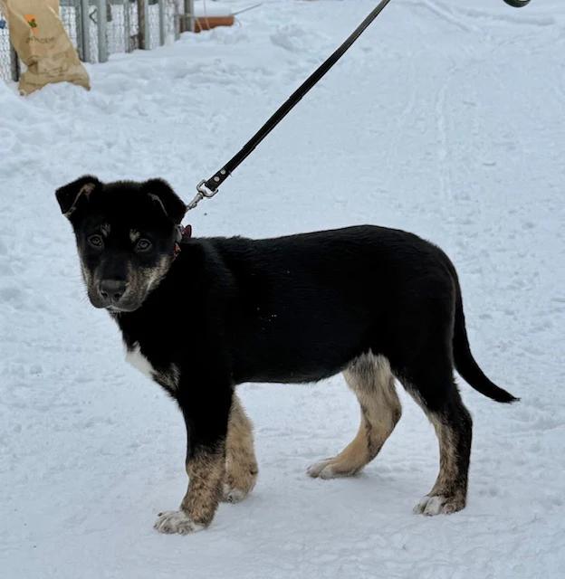 Enlarge Roi, an adopted mixed breed in Pointe-Fortune, QC image 3/3