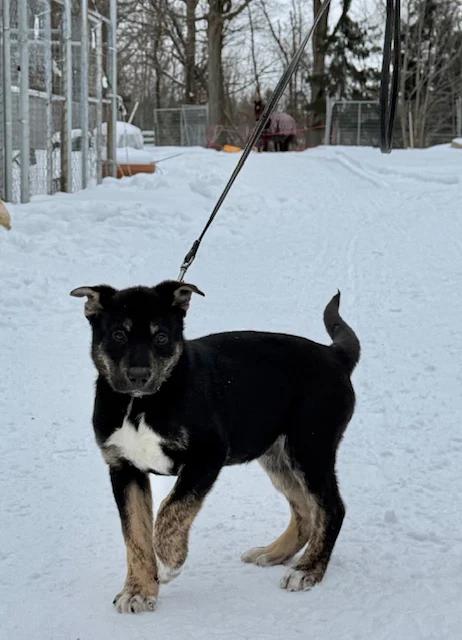 Enlarge Roi, an adopted mixed breed in Pointe-Fortune, QC image 1/3