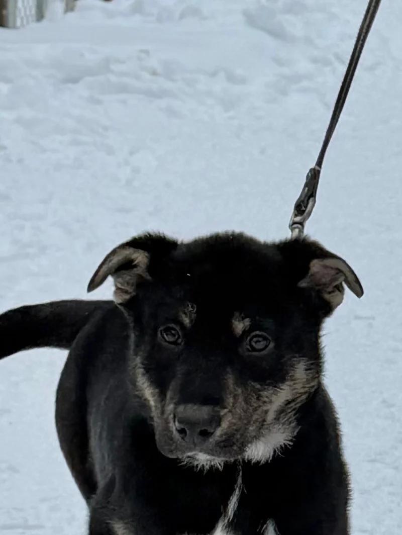 Enlarge Roi, an adopted mixed breed in Pointe-Fortune, QC image 2/3