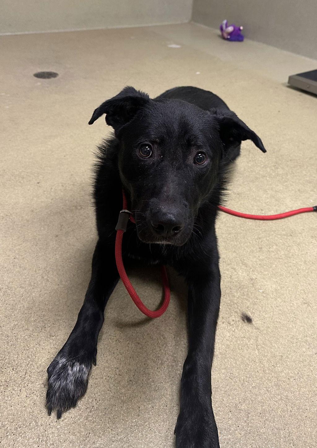 Dracula 51180, Adoptable, Adult Male Border Collie.