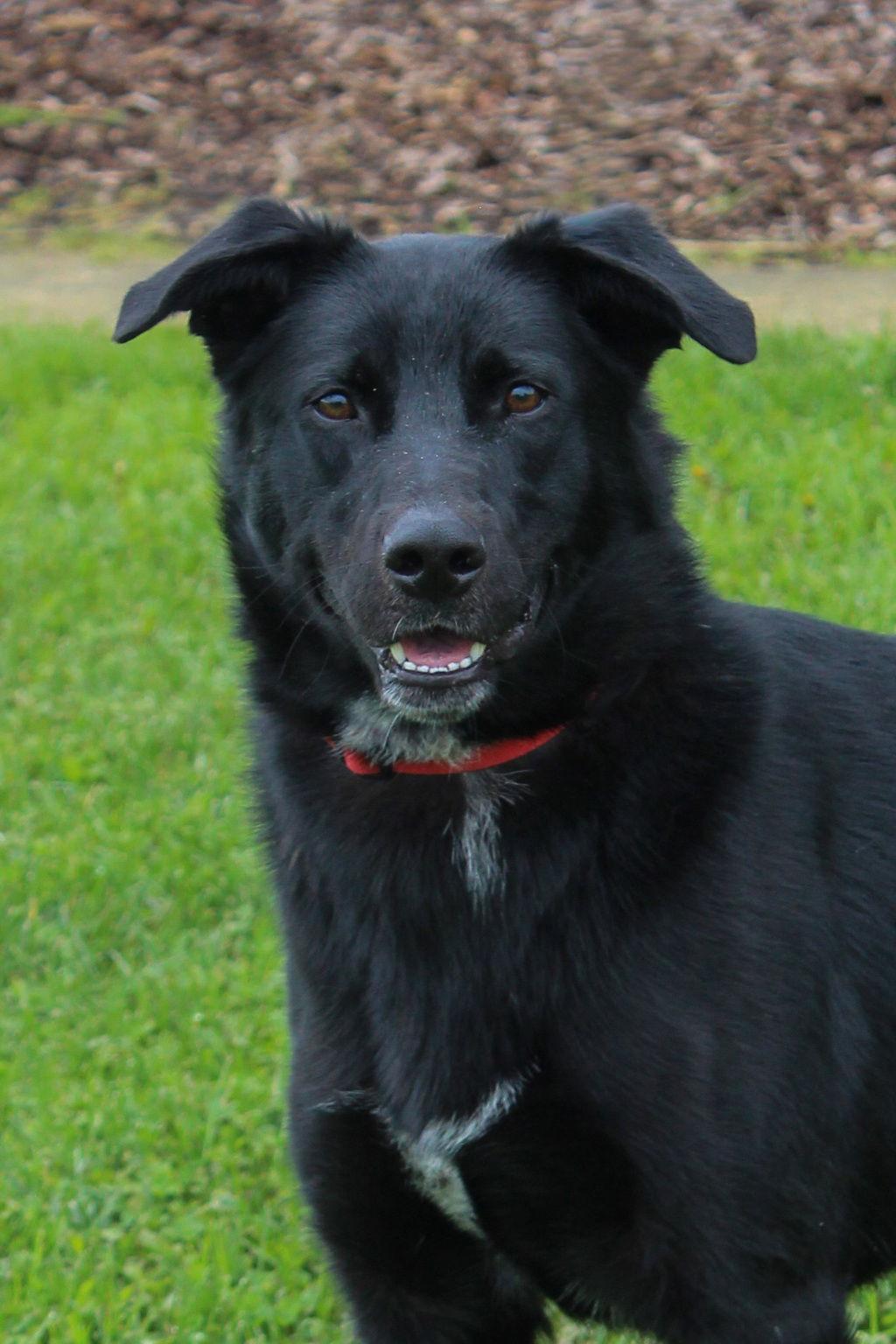 Enlarge Dracula 51180, a Adoptable Border Collie in Petaluma, CA image 2/2