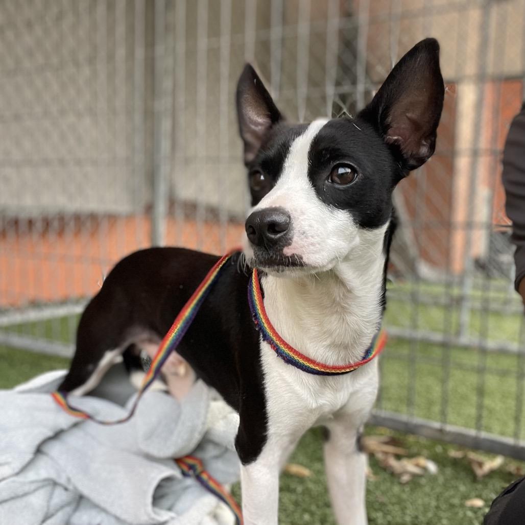 Watson, a Adoptable mixed breed in Wimberley, TX image 2/6