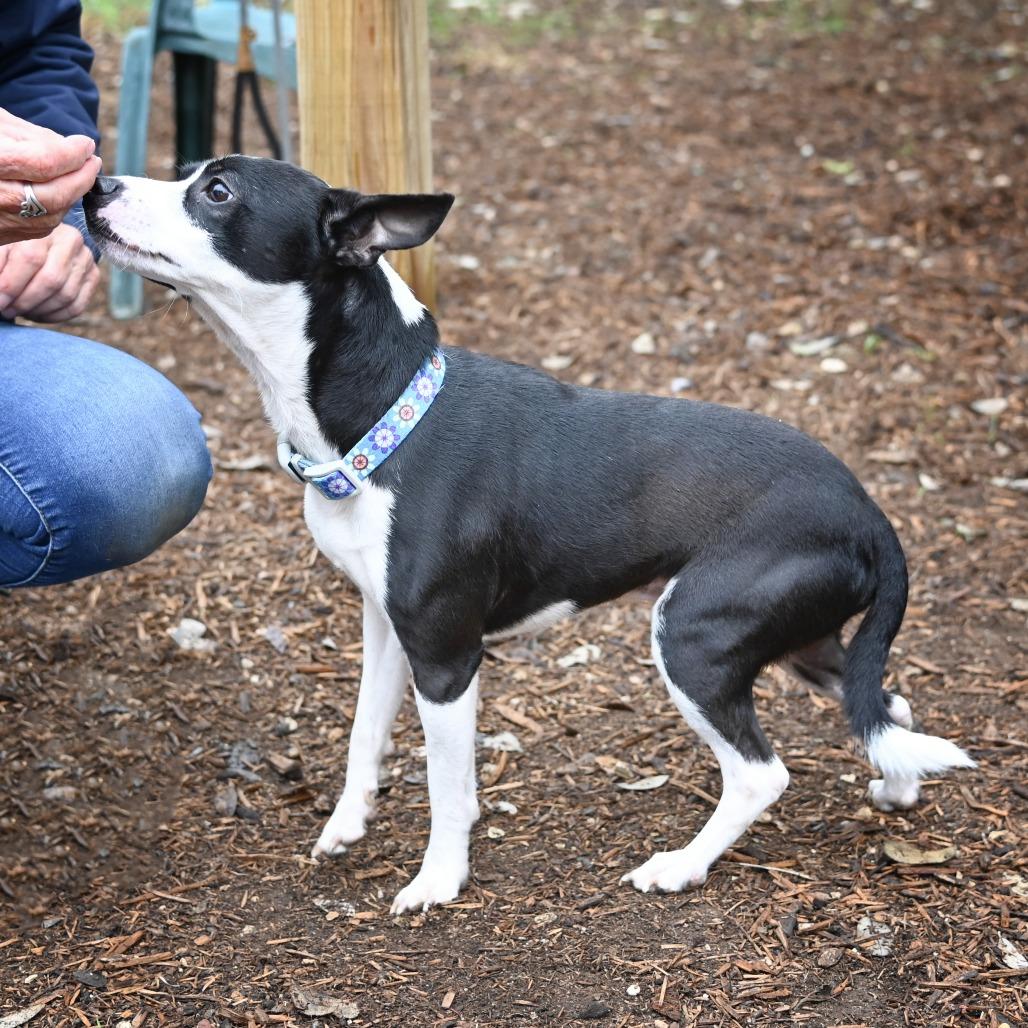 Watson, a Adoptable mixed breed in Wimberley, TX image 2/6