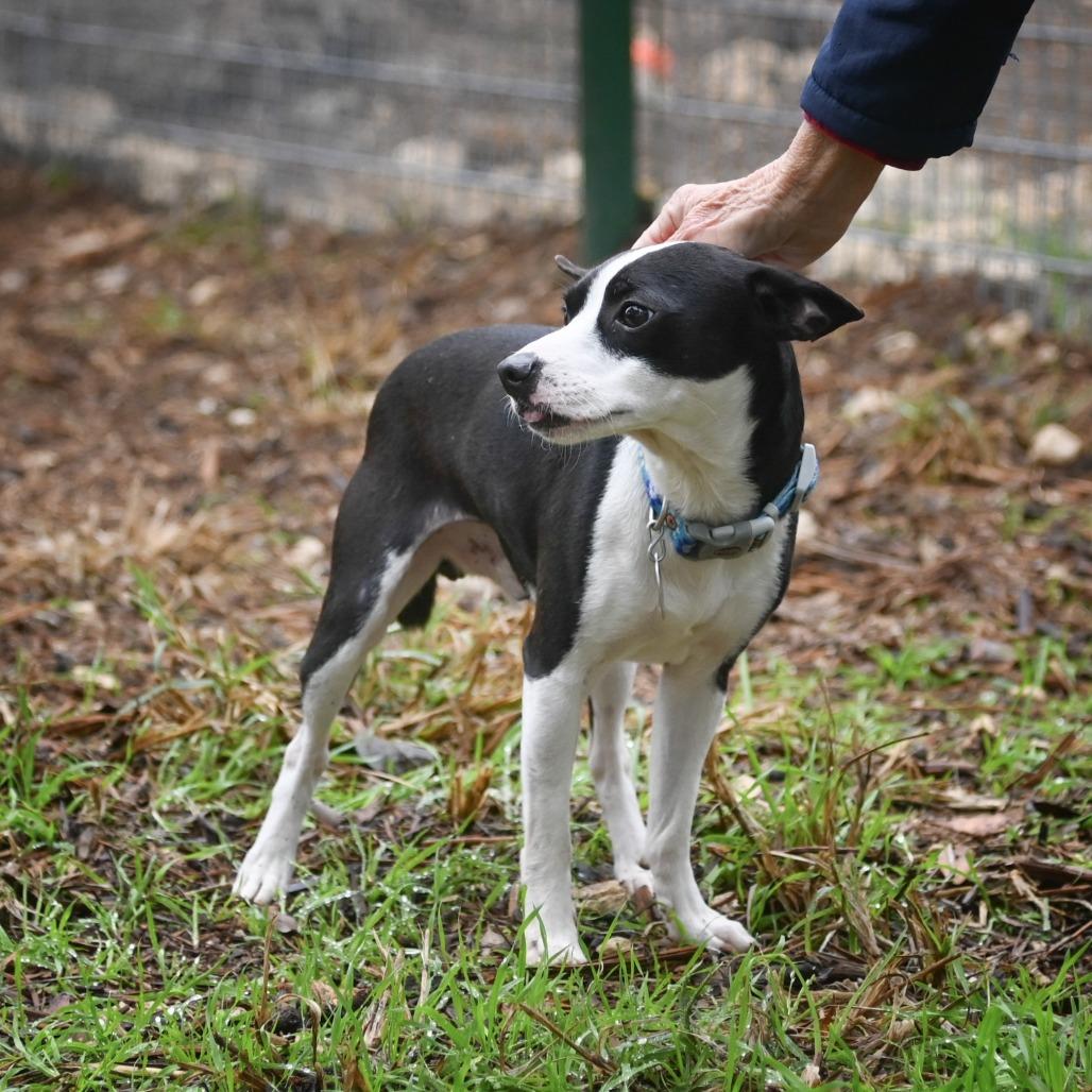Watson, a Adoptable mixed breed in Wimberley, TX image 3/6