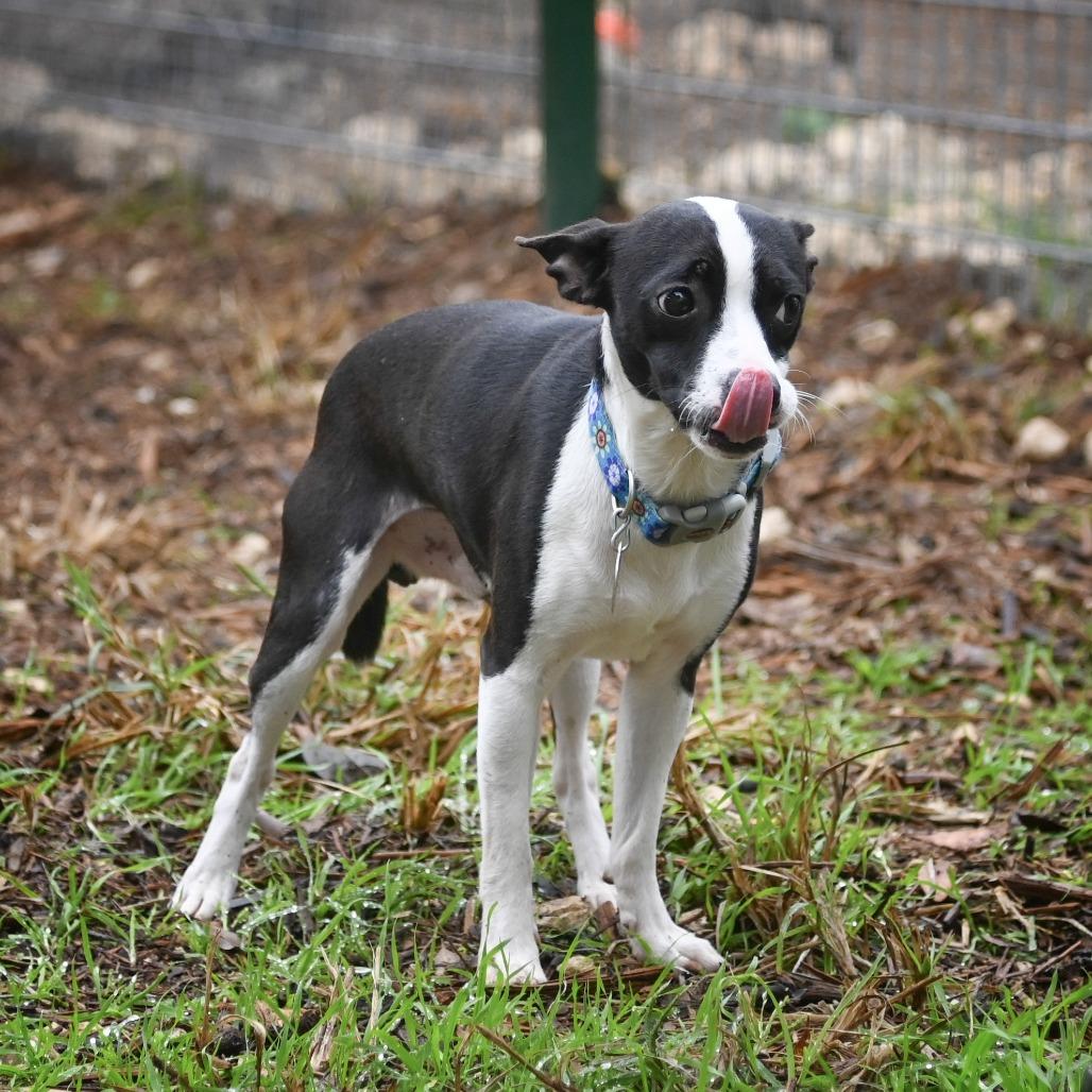 Watson, a Adoptable mixed breed in Wimberley, TX image 4/6