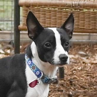 Watson, a Adoptable mixed breed in Wimberley, TX image 5/6