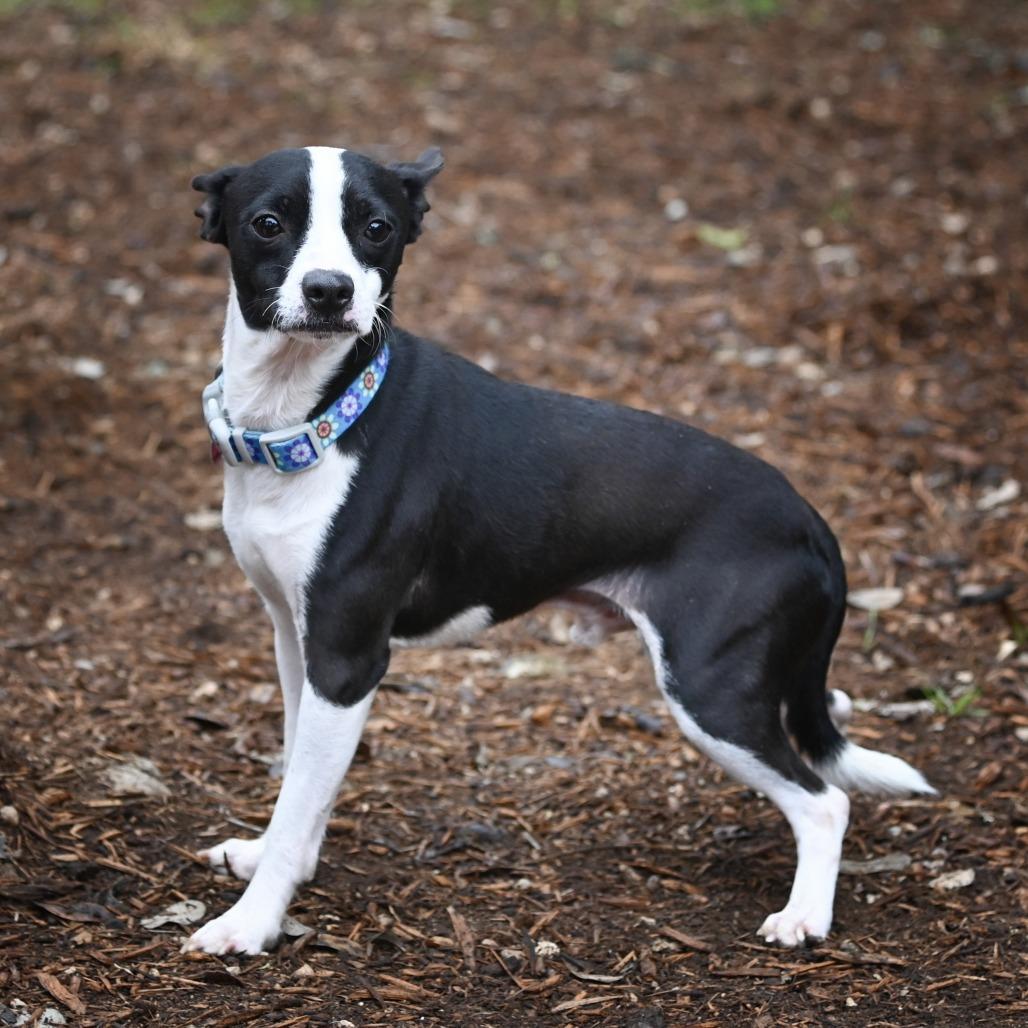 Watson, a Adoptable mixed breed in Wimberley, TX image 5/6