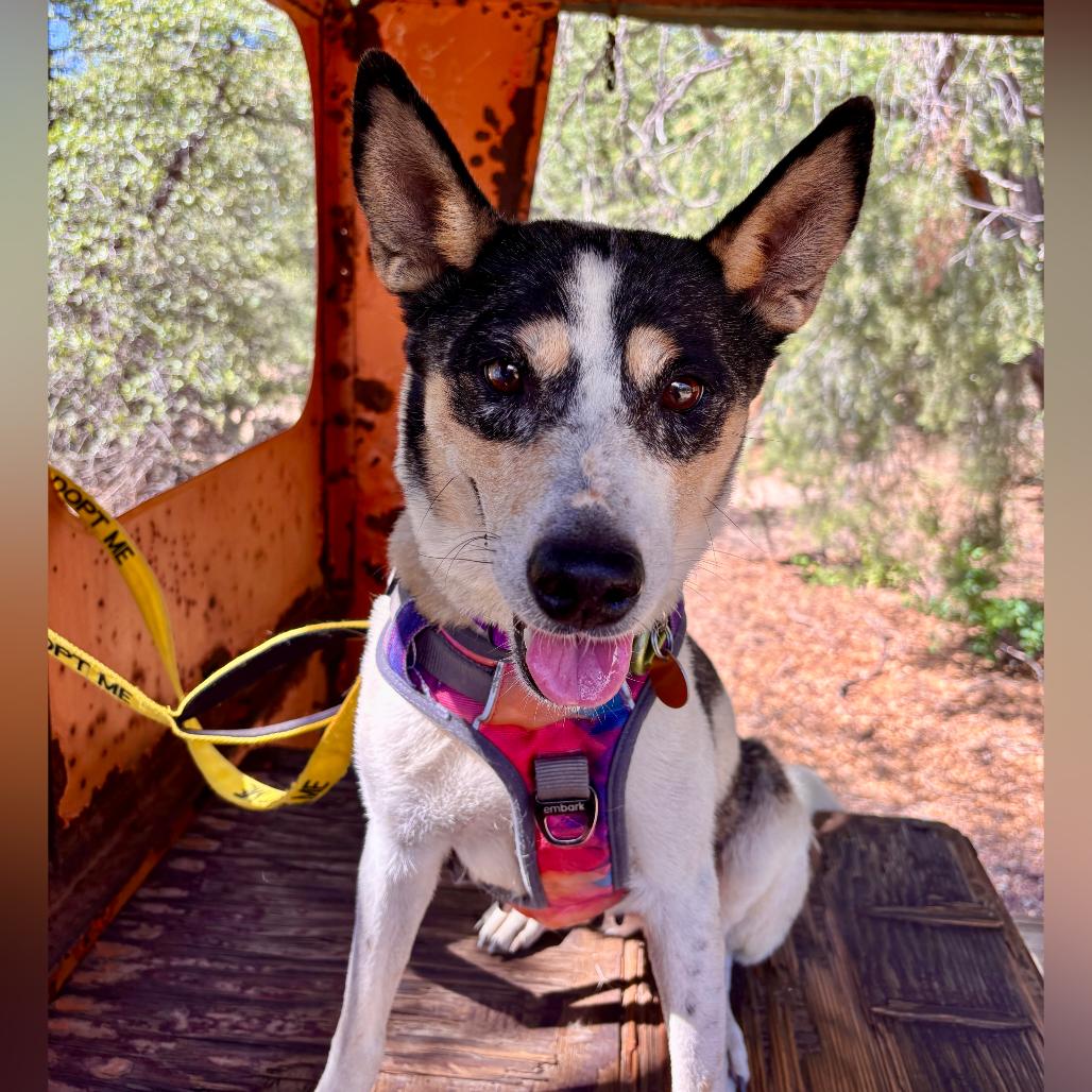 Piper, Adoptable, Adult Female Mixed Breed.