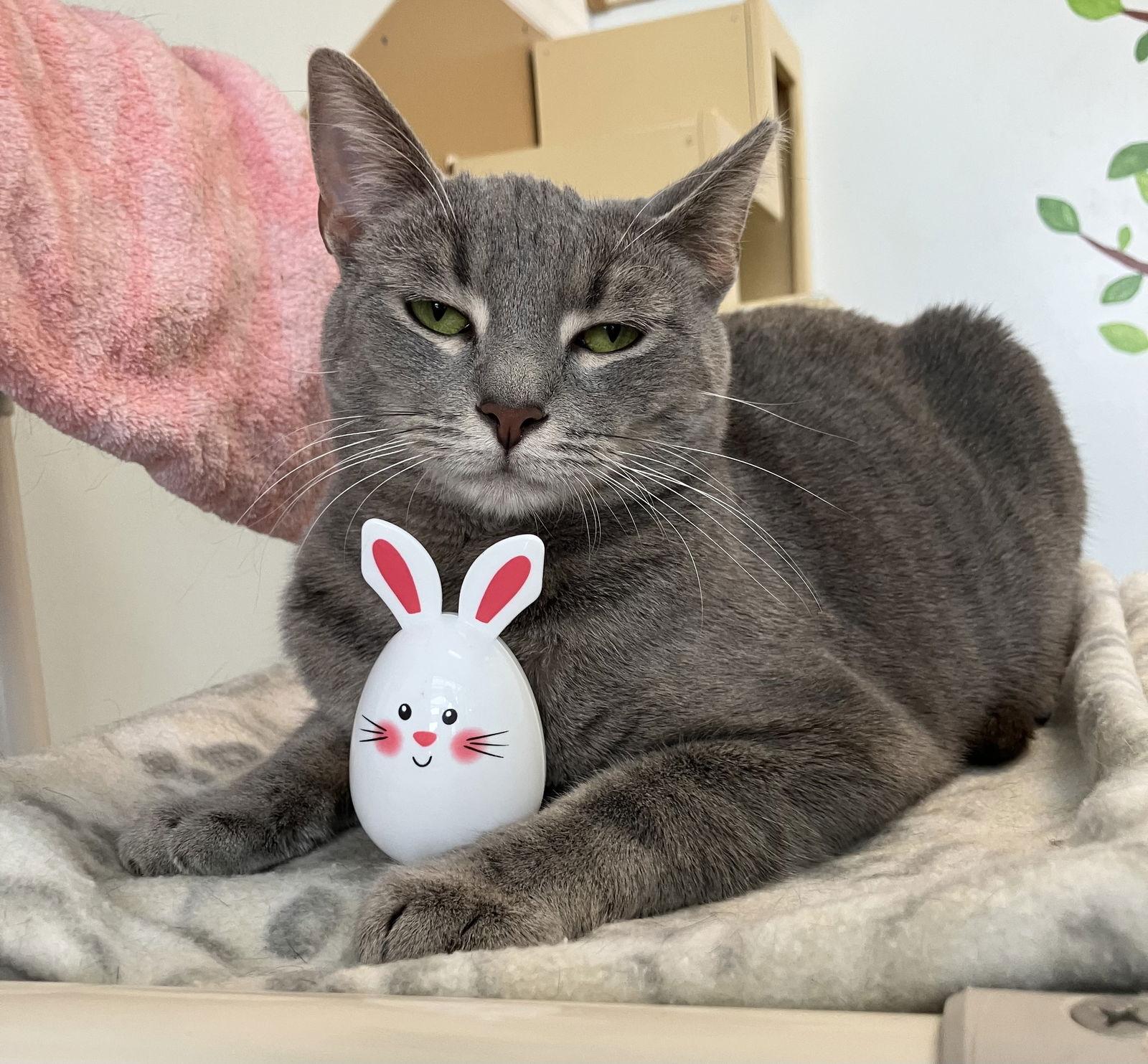 Hooba, Adoptable, Adult Female Domestic Short Hair & Tabby.