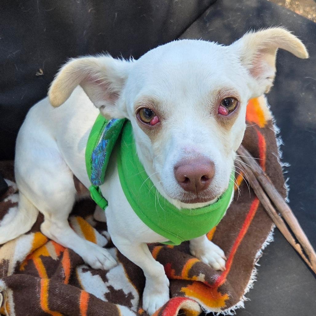 Enlarge Lulu A1042196, a Adoptable mixed breed in San Pablo, CA image 2/6