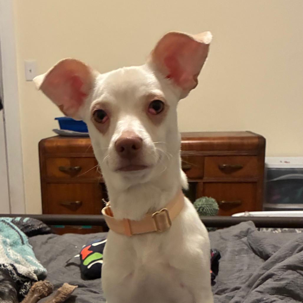 Enlarge Lulu A1042196, a Adoptable mixed breed in San Pablo, CA image 5/6