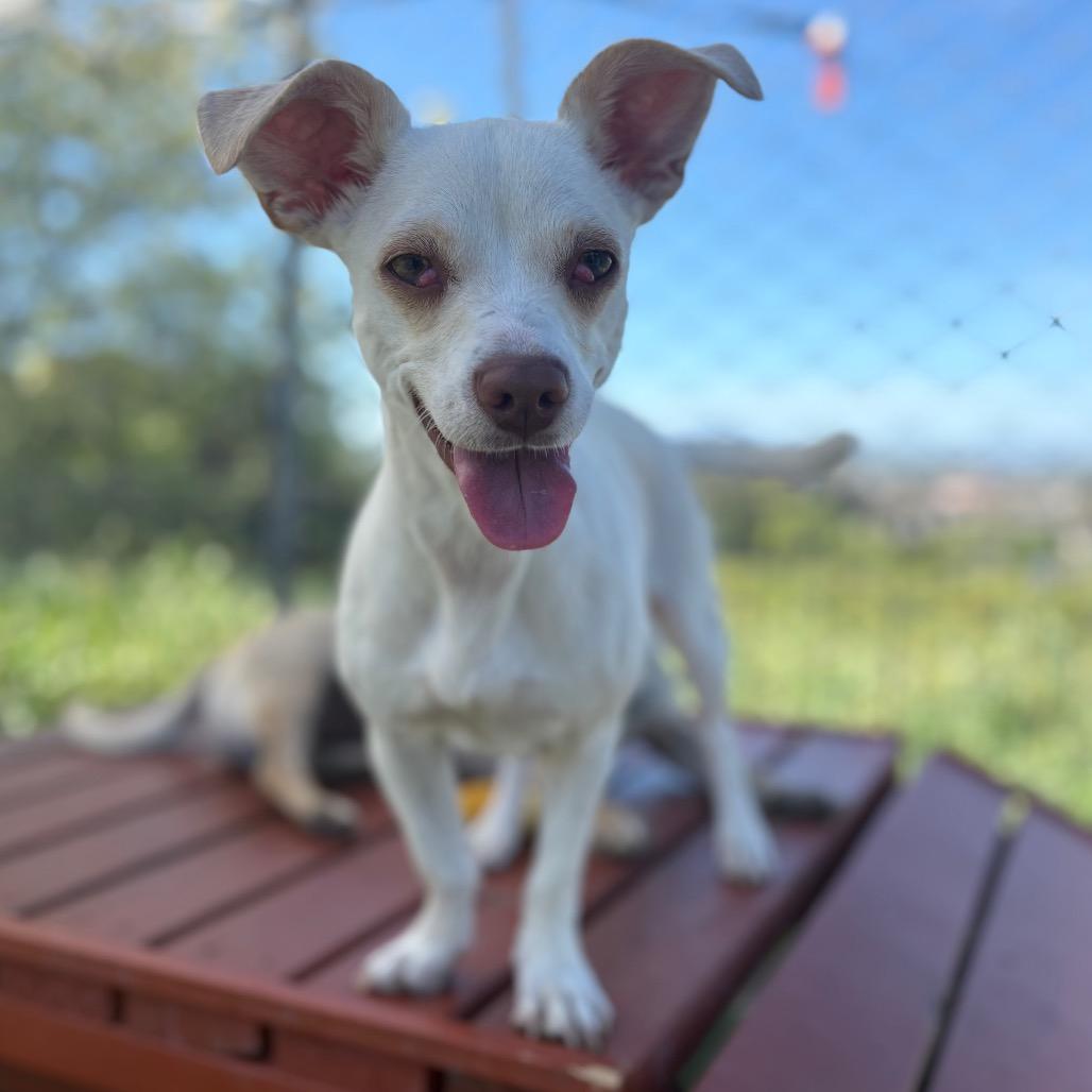 Enlarge Lulu A1042196, a Adoptable mixed breed in San Pablo, CA image 6/6