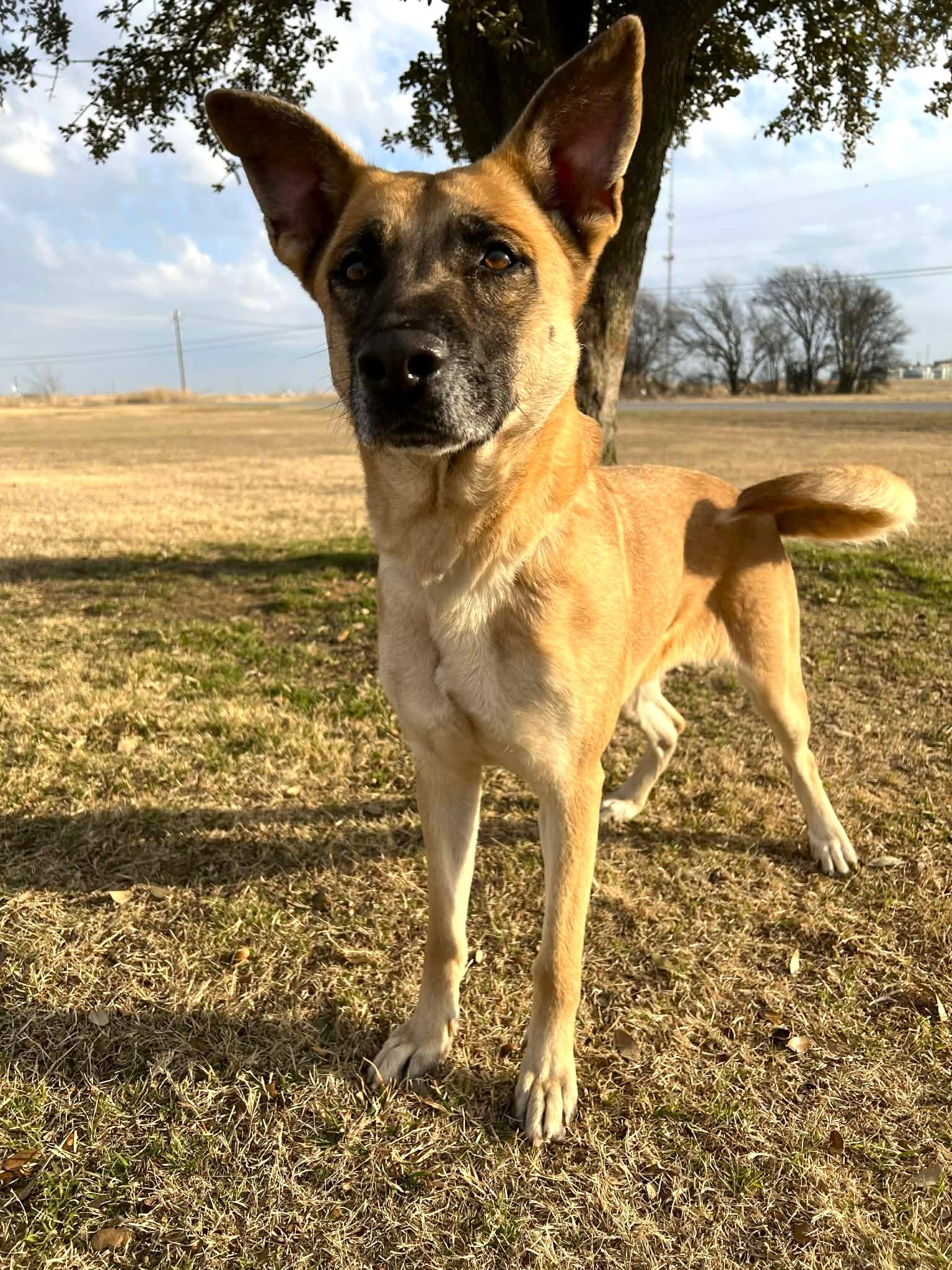 Golden Maple Crunch , a ADOPTABLE mixed breed in Cleburne, TX image 2/5