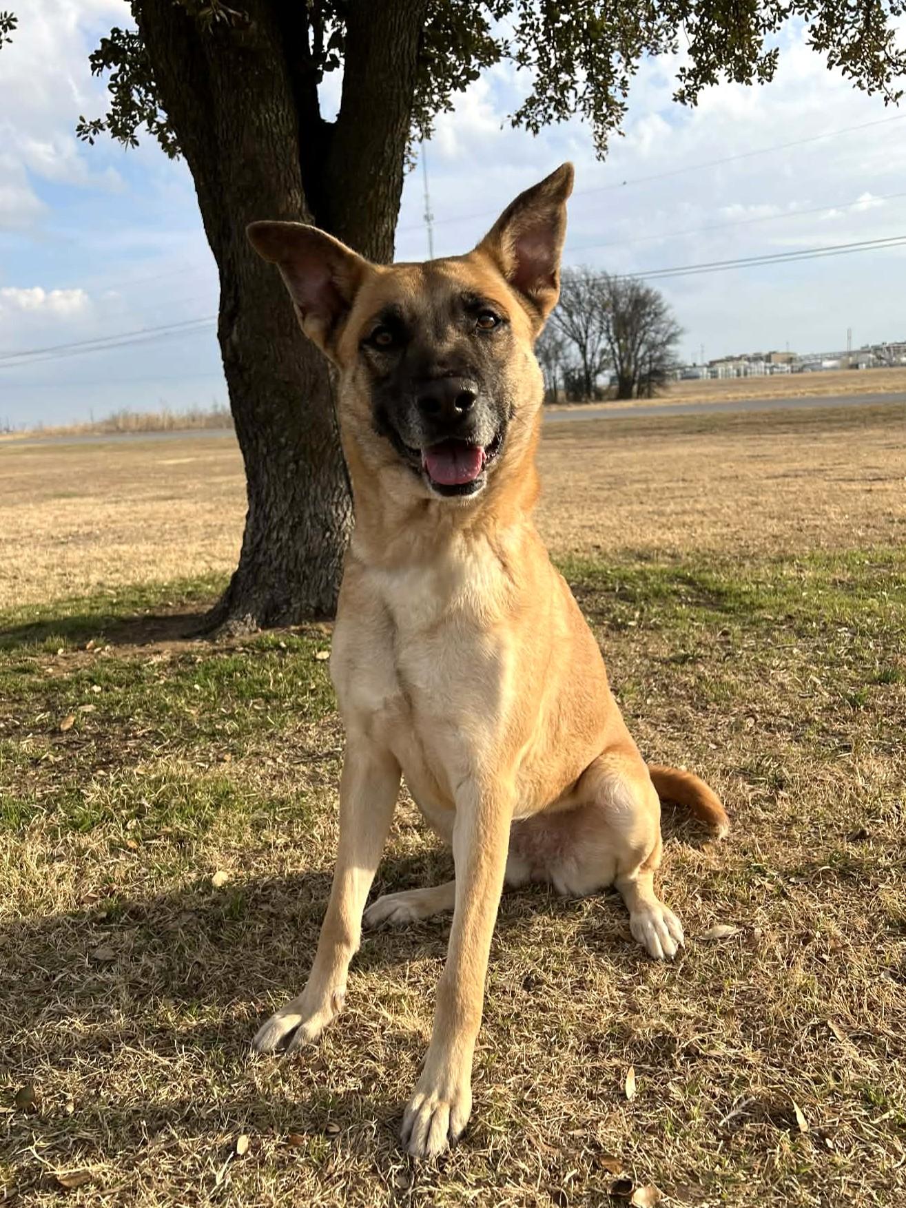 Golden Maple Crunch , a ADOPTABLE mixed breed in Cleburne, TX image 4/5