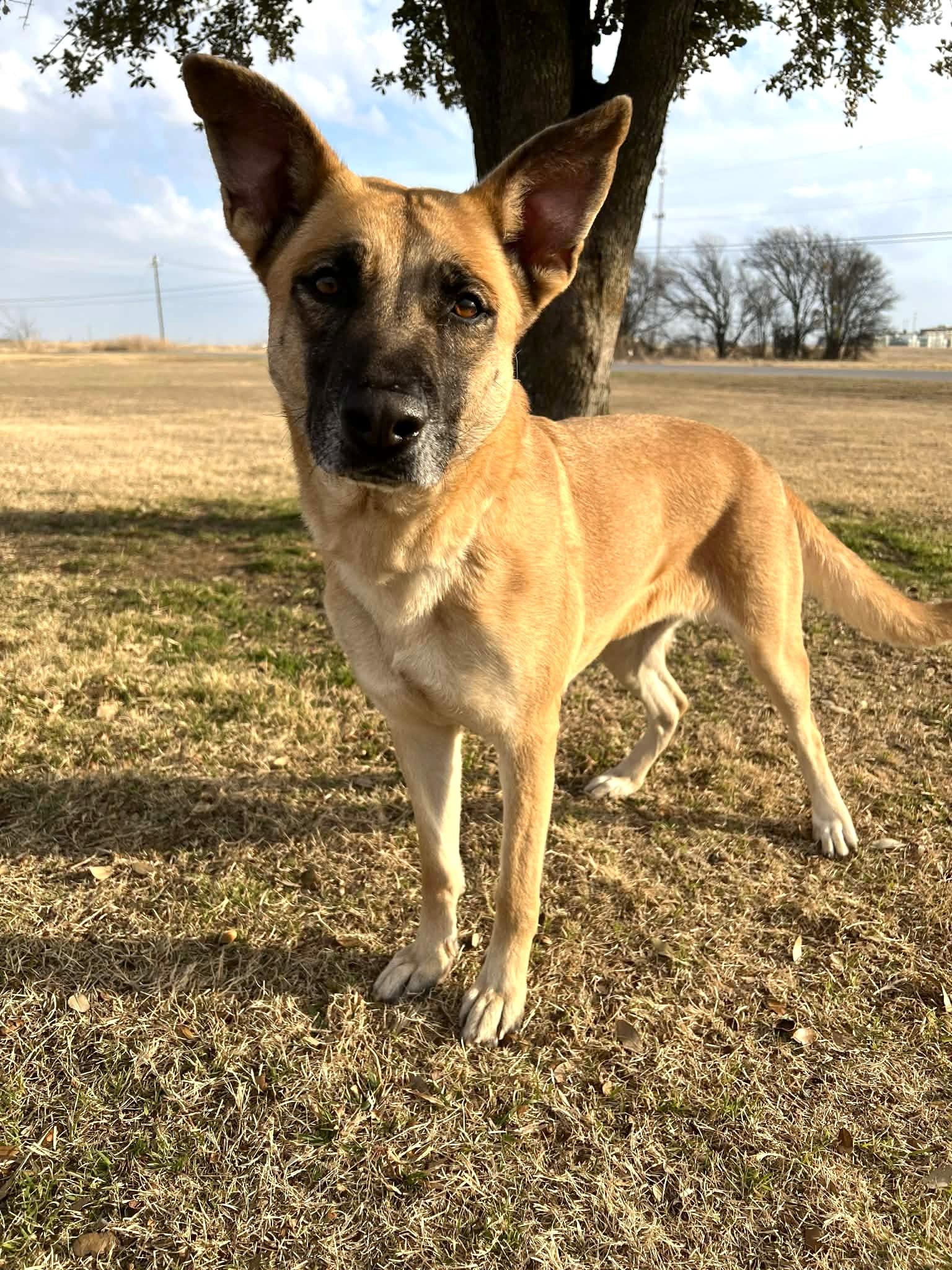 Golden Maple Crunch , ADOPTABLE, Senior Female German Shepherd Dog.