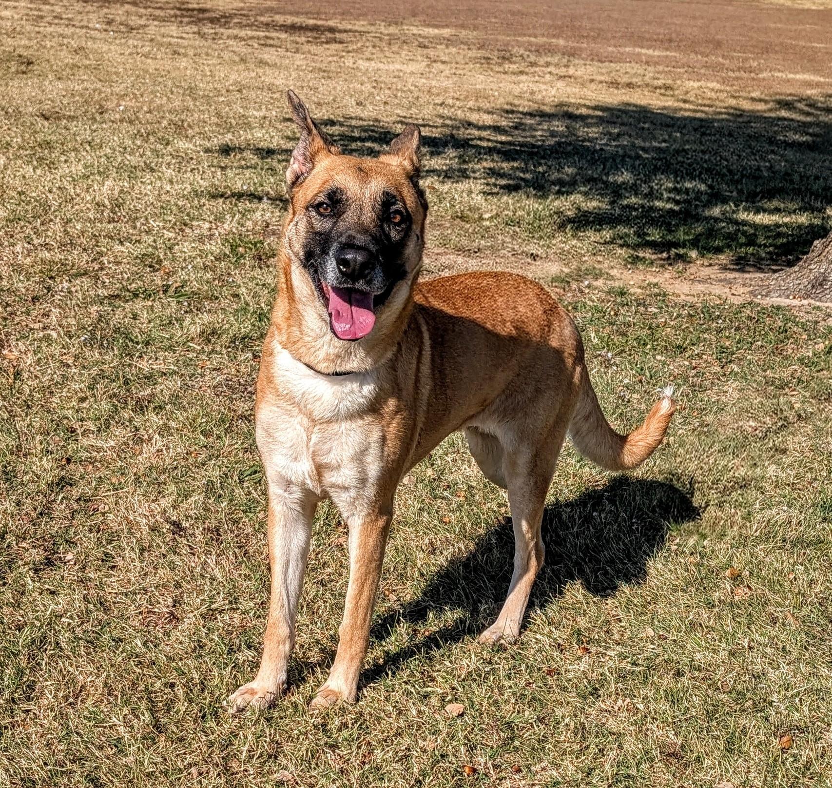 Enlarge Golden Maple Crunch , a ADOPTABLE mixed breed in Cleburne, TX image 1/1