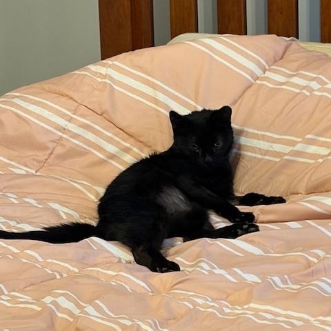 Enlarge Pixie, a ADOPTABLE Domestic Short Hair in Worcester, MA image 6/6