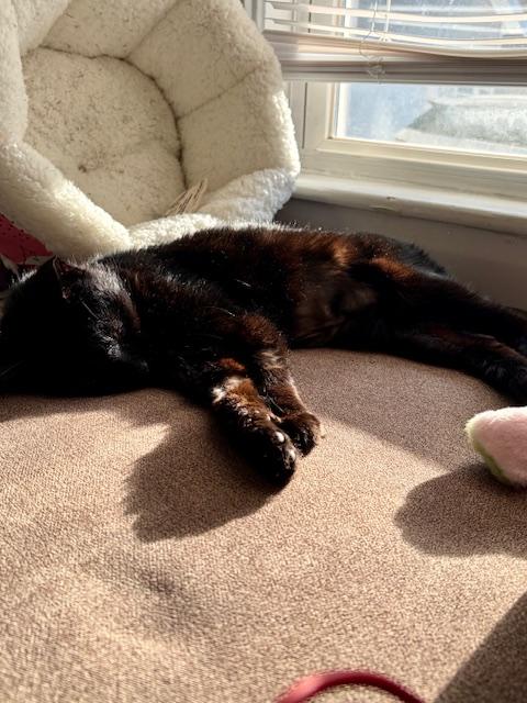 Enlarge Pixie, a ADOPTABLE Domestic Short Hair in Worcester, MA image 1/6