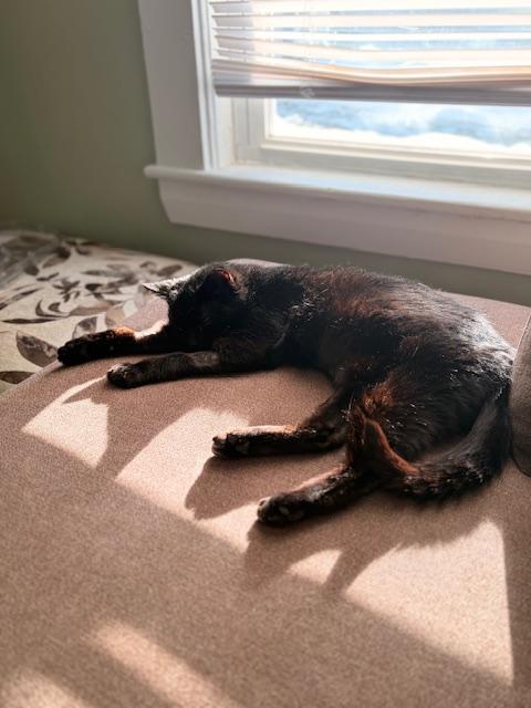 Enlarge Pixie, a ADOPTABLE Domestic Short Hair in Worcester, MA image 4/6