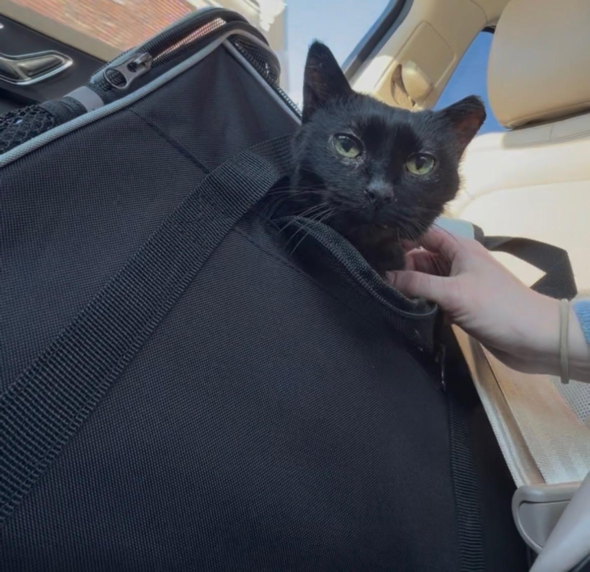 Enlarge Pixie, a ADOPTABLE Domestic Short Hair in Worcester, MA image 2/6