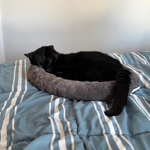 Enlarge Pixie, a ADOPTABLE Domestic Short Hair in Worcester, MA image 5/6