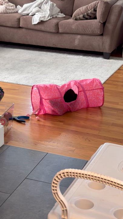 Enlarge Pixie, a ADOPTABLE Domestic Short Hair in Worcester, MA video 3/6