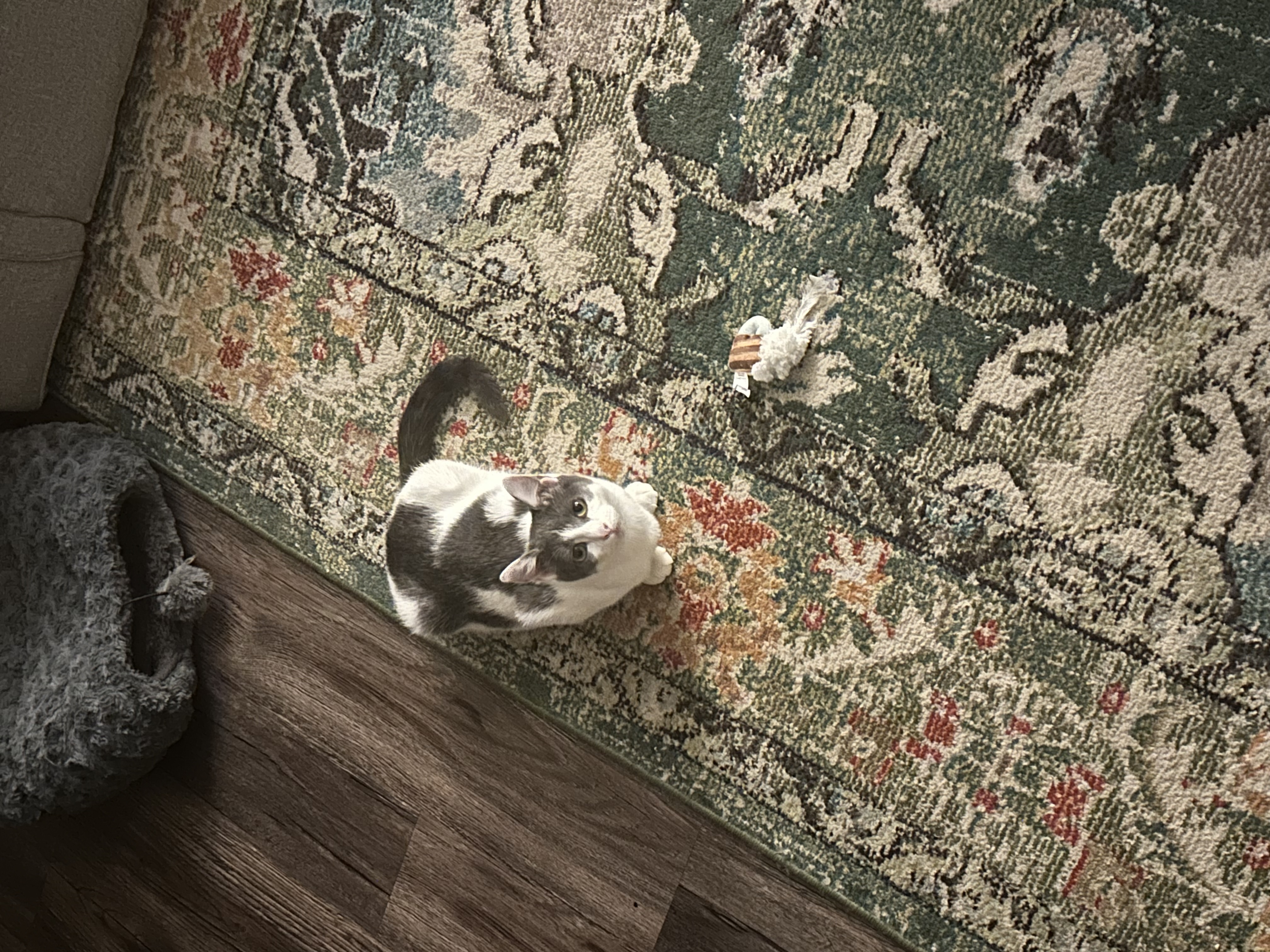 Enlarge Wilma, a Adoptable Domestic Short Hair in Tampa, FL image 3/6