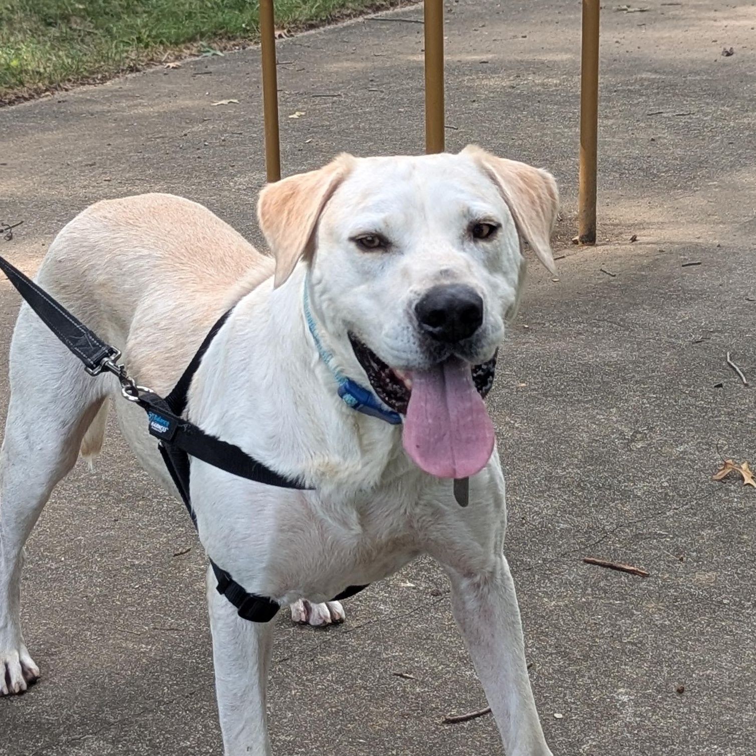 Doogie, a Adoptable mixed breed in Potomac, MD image 6/6