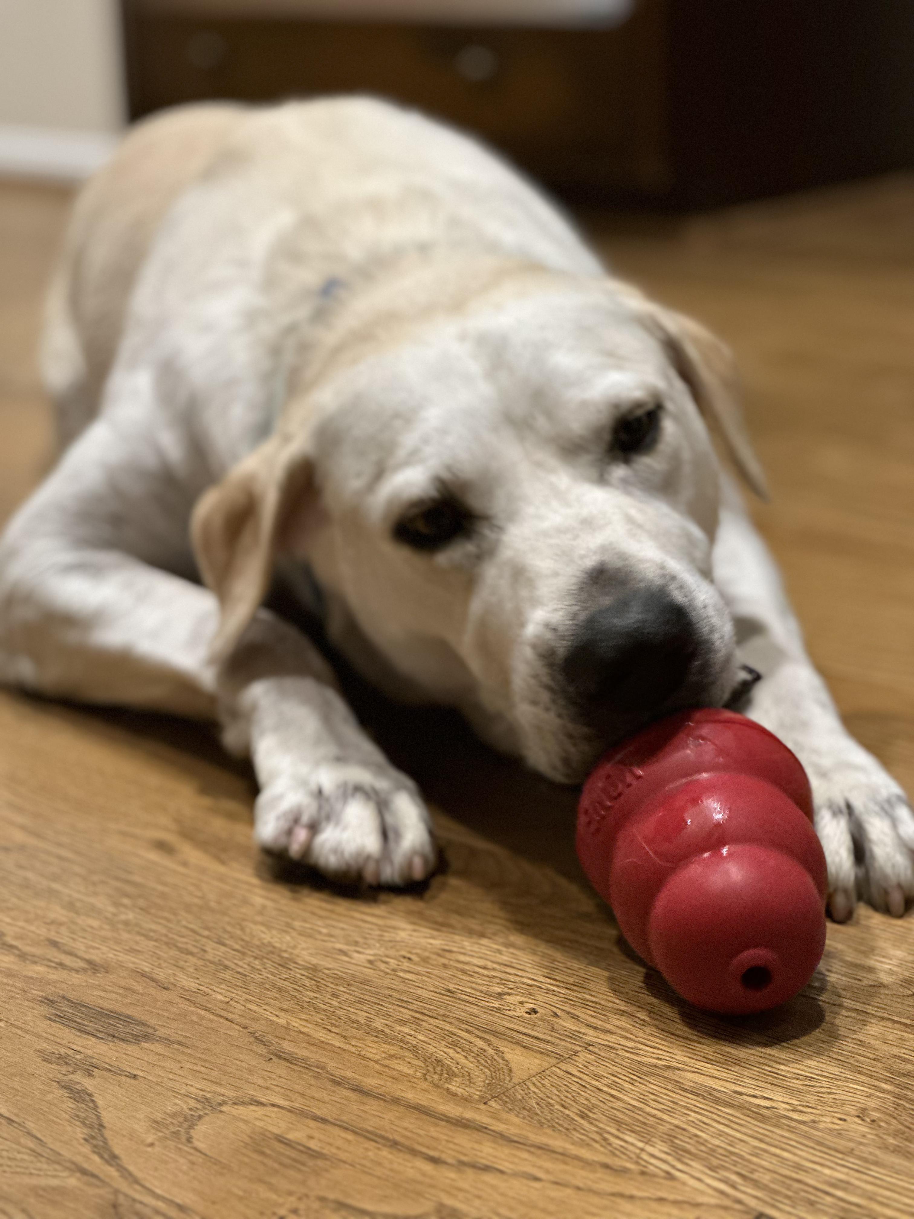 Doogie, a Adoptable mixed breed in Potomac, MD image 2/6