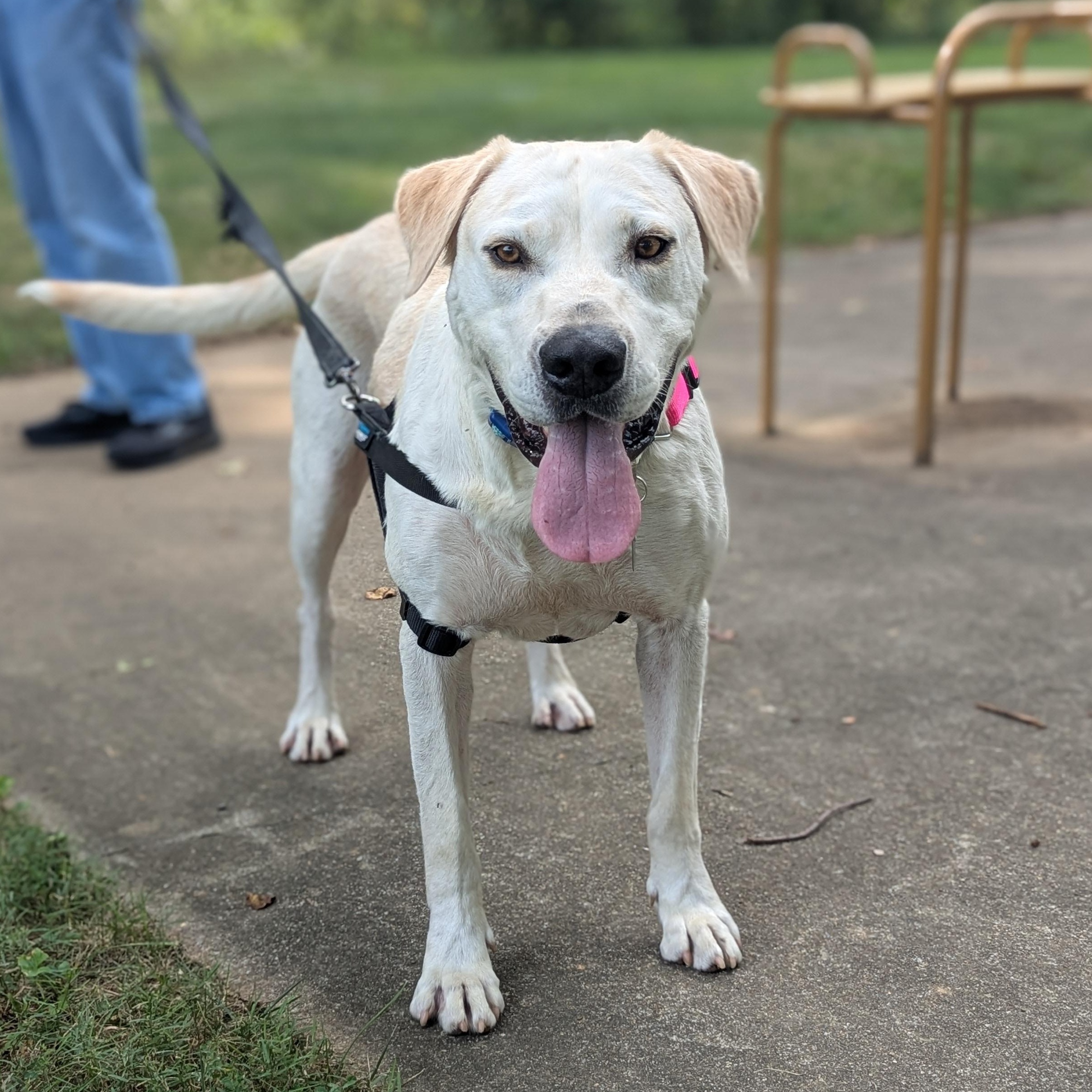 Doogie, a Adoptable mixed breed in Potomac, MD image 5/6