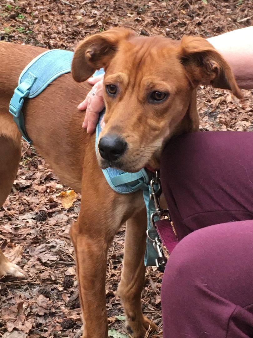 REMI, Adopted, Young Female Setter.