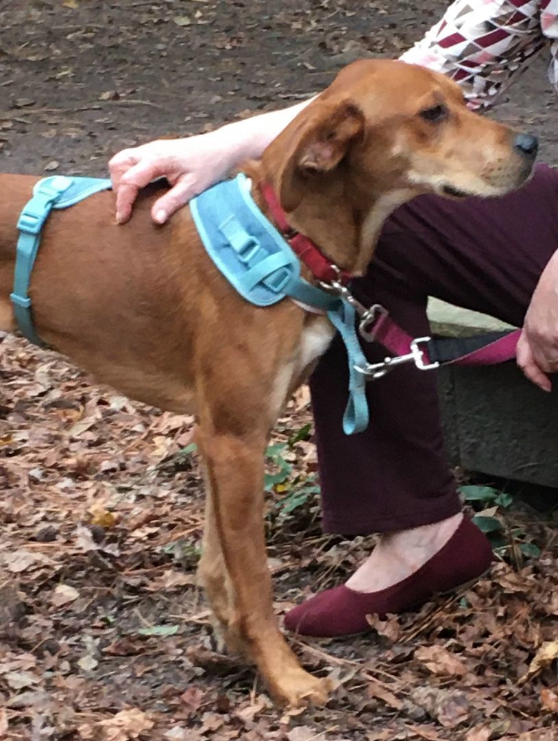 Enlarge REMI, a Adopted mixed breed in Little River, SC image 2/2