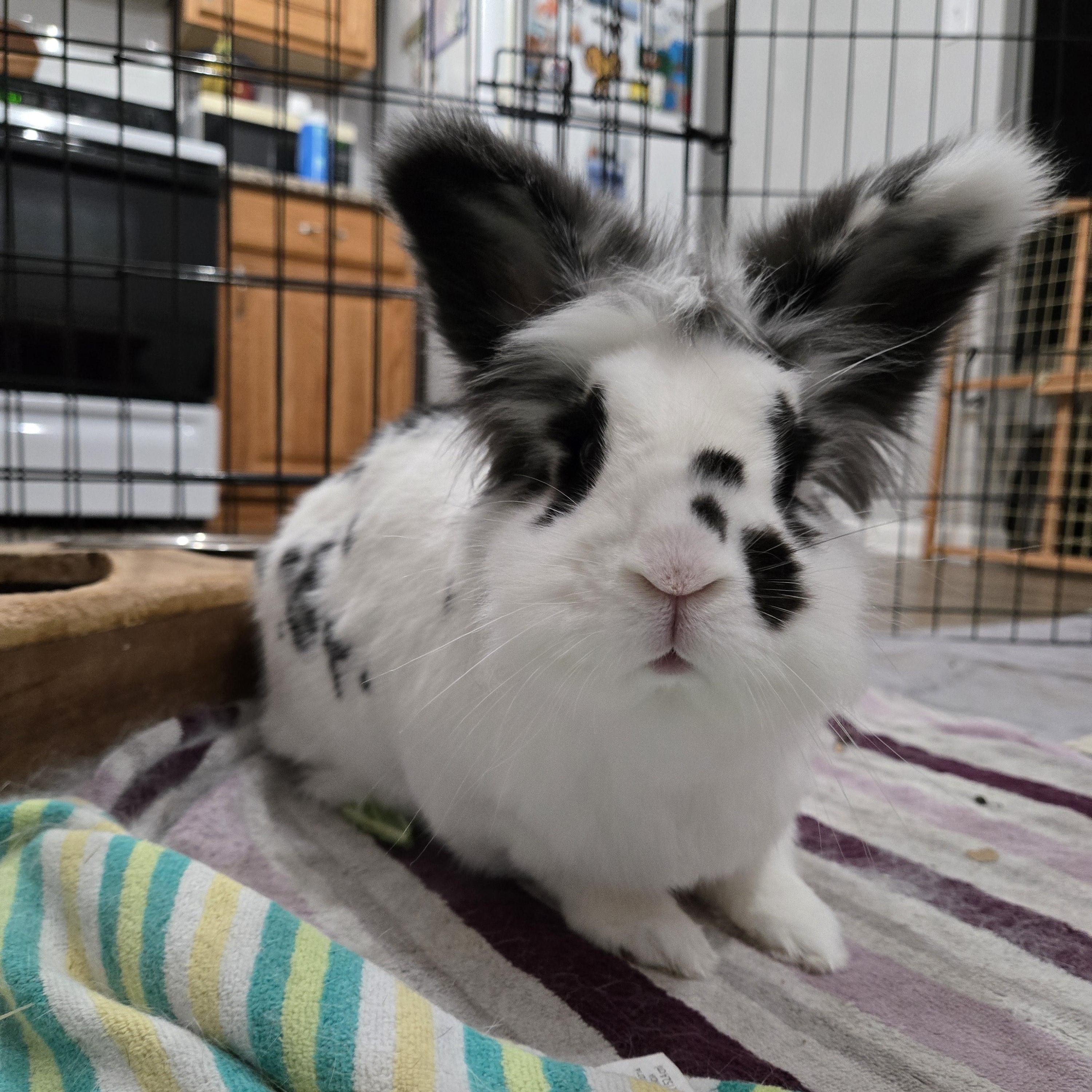 Tinsi, Adoptable, Adult Female Lionhead.