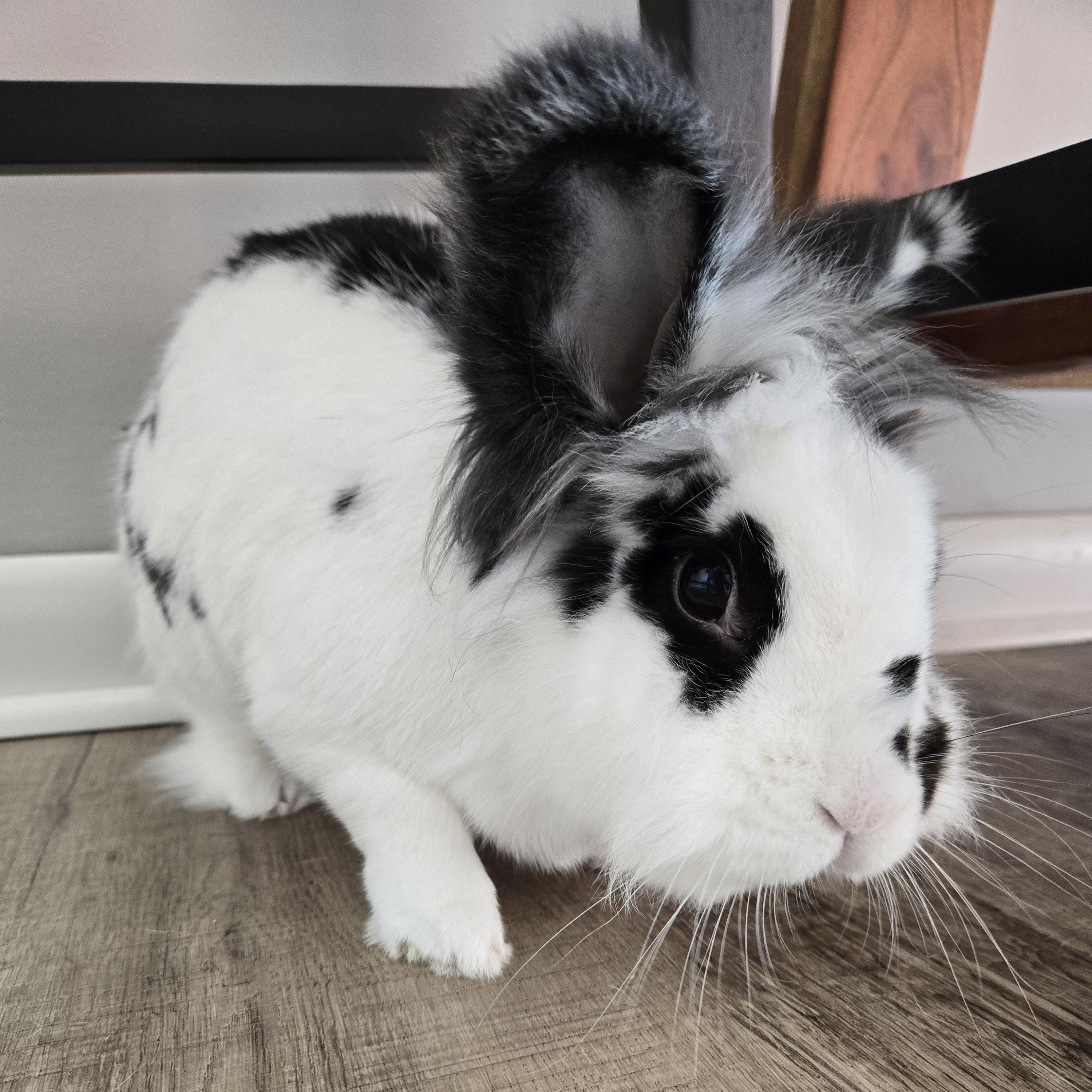 Enlarge Tinsi, a Adoptable Lionhead in Philadelphia, PA image 2/2