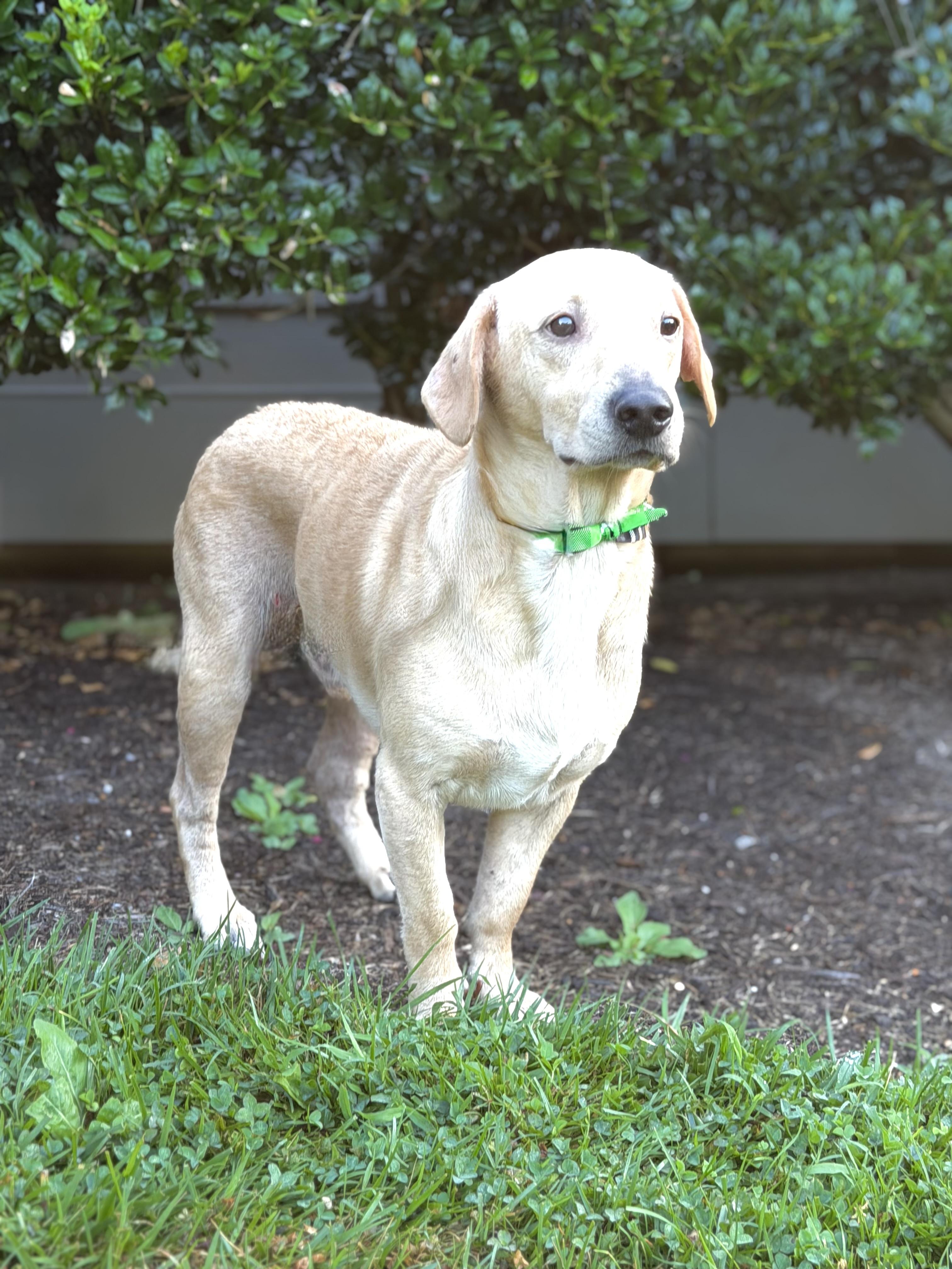 Dee, a ADOPTABLE mixed breed in Maryville, TN image 3/3