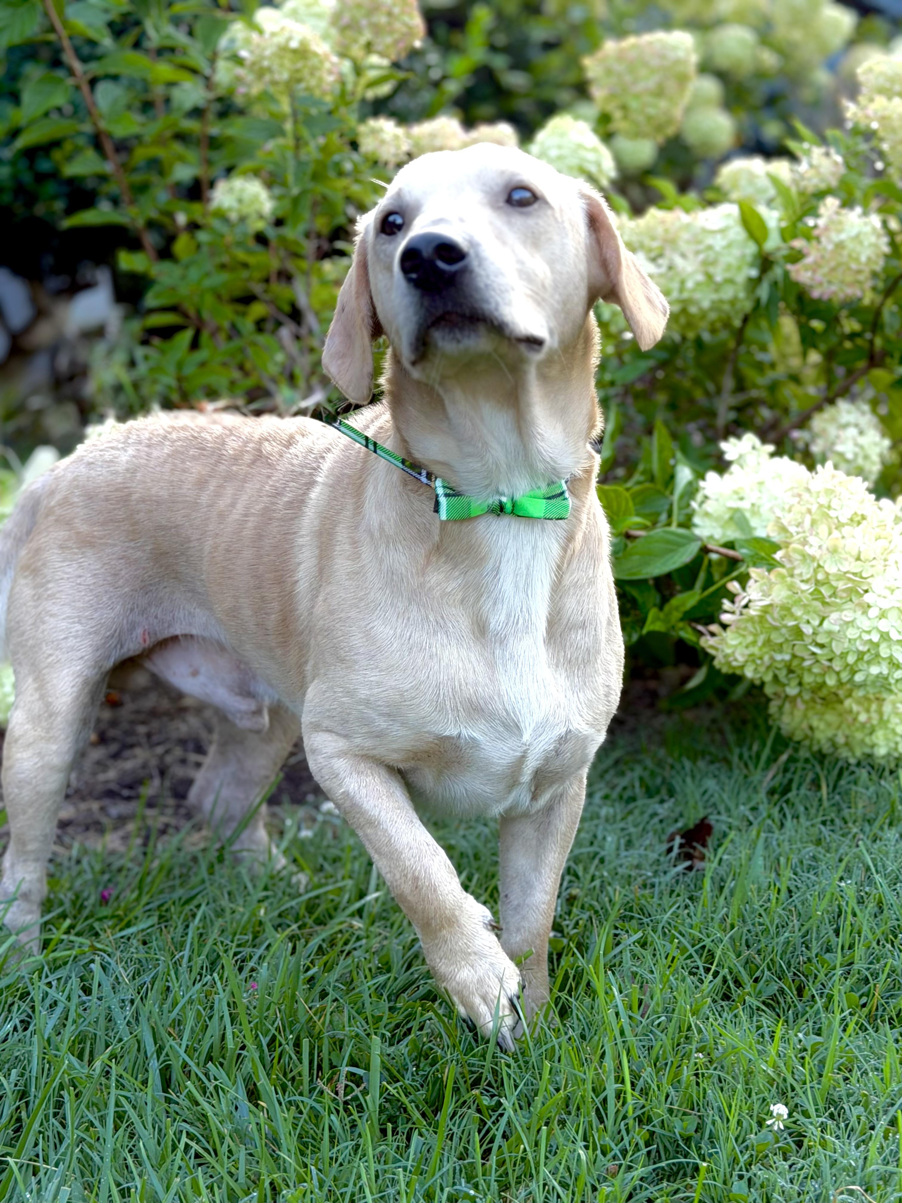 Dee, a ADOPTABLE mixed breed in Maryville, TN image 2/3